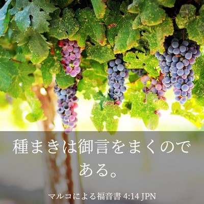 Picture 03 - マルコによる福音書 4:14 JPN - 種まきは御言をまくのである。 - Bible Verse Picture