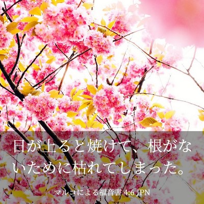 Picture 03 - マルコによる福音書 4:6 JPN - 日が上ると焼けて、根がないために - Bible Verse Picture
