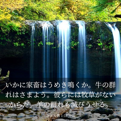 Picture 03 - ヨエル書 1:18 JPN - いかに家畜はうめき鳴くか。牛の群 - Bible Verse Picture