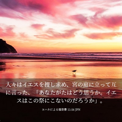 Picture 03 - ヨハネによる福音書 11:56 JPN - 人々はイエスを捜し求め、宮の庭に - Bible Verse Picture