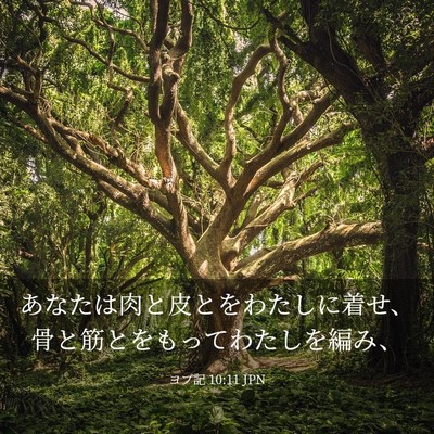 Picture 03 - ヨブ記 10:11 JPN - あなたは肉と皮とをわたしに着せ、 - Bible Verse Picture