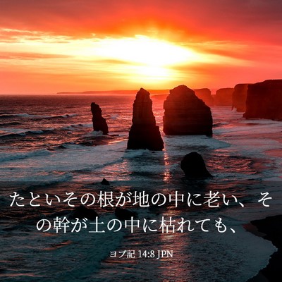 Picture 03 - ヨブ記 14:8 JPN - たといその根が地の中に老い、その - Bible Verse Picture