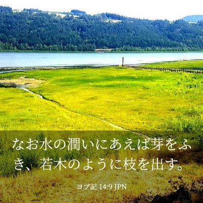 Picture 03 - ヨブ記 14:9 JPN - なお水の潤いにあえば芽をふき、若 - Bible Verse Picture