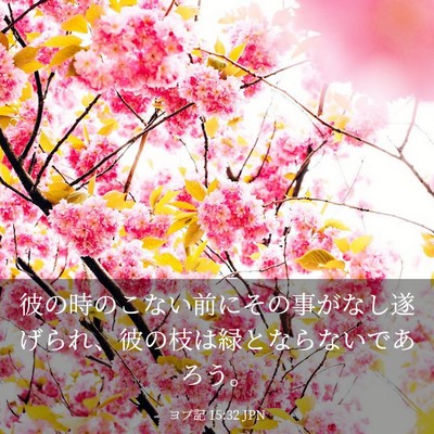 Picture 03 - ヨブ記 15:32 JPN - 彼の時のこない前にその事がなし遂 - Bible Verse Picture