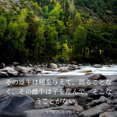 Picture 03 - ヨブ記 21:10 JPN - その雄牛は種を与えて、誤ることな - Bible Verse Picture