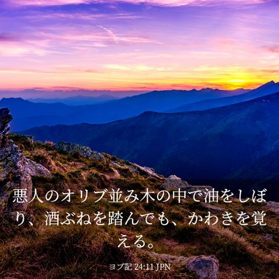 Picture 03 - ヨブ記 24:11 JPN - 悪人のオリブ並み木の中で油をしぼ - Bible Verse Picture