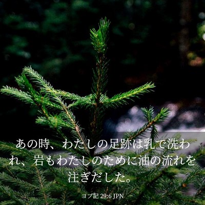 Picture 03 - ヨブ記 29:6 JPN - あの時、わたしの足跡は乳で洗われ - Bible Verse Picture