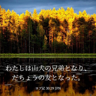 Picture 03 - ヨブ記 30:29 JPN - わたしは山犬の兄弟となり、だちょ - Bible Verse Picture
