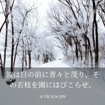 Picture 03 - ヨブ記 8:16 JPN - 彼は日の前に青々と茂り、その若枝 - Bible Verse Picture