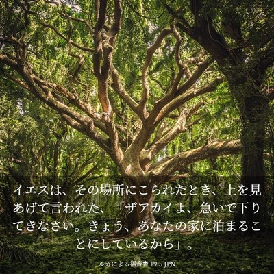 Picture 03 - ルカによる福音書 19:5 JPN - イエスは、その場所にこられたとき - Bible Verse Picture