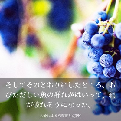 Picture 03 - ルカによる福音書 5:6 JPN - そしてそのとおりにしたところ、お - Bible Verse Picture