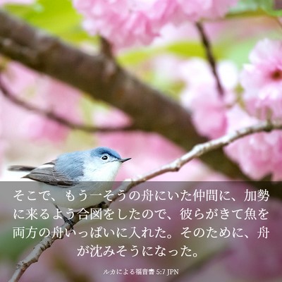 Picture 03 - ルカによる福音書 5:7 JPN - そこで、もう一そうの舟にいた仲間 - Bible Verse Picture