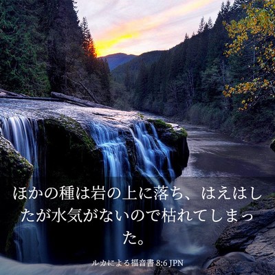 Picture 03 - ルカによる福音書 8:6 JPN - ほかの種は岩の上に落ち、はえはし - Bible Verse Picture