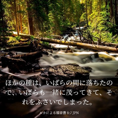 Picture 03 - ルカによる福音書 8:7 JPN - ほかの種は、いばらの間に落ちたの - Bible Verse Picture