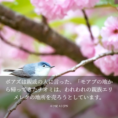 Picture 03 - ルツ記 4:3 JPN - ボアズは親戚の人に言った、「モア - Bible Verse Picture