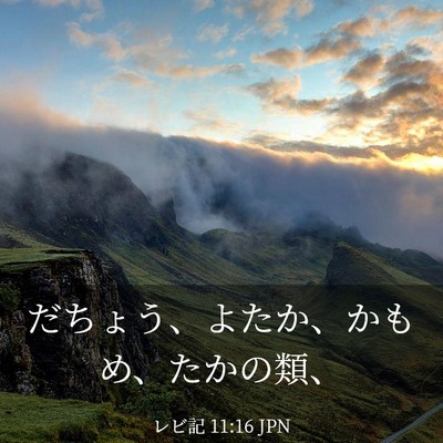 Picture 03 - レビ記 11:16 JPN - だちょう、よたか、かもめ、たかの - Bible Verse Picture