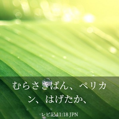 Picture 03 - レビ記 11:18 JPN - むらさきばん、ペリカン、はげたか - Bible Verse Picture