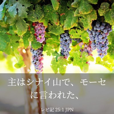 Picture 03 - レビ記 25:1 JPN - 主はシナイ山で、モーセに言われた - Bible Verse Picture