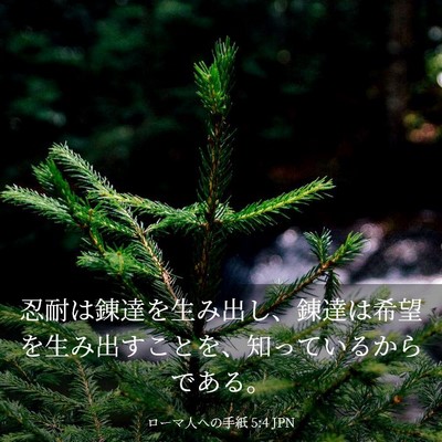 Picture 03 - ローマ人への手紙 5:4 JPN - 忍耐は錬達を生み出し、錬達は希望 - Bible Verse Picture