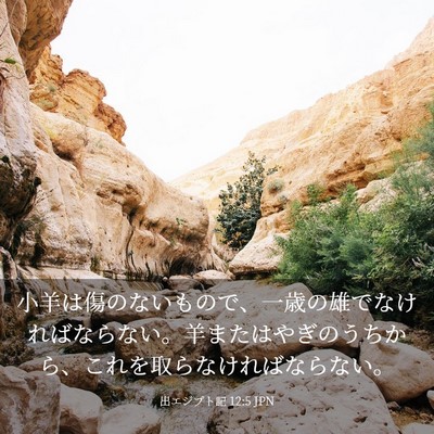 Picture 03 - 出エジプト記 12:5 JPN - 小羊は傷のないもので、一歳の雄で - Bible Verse Picture