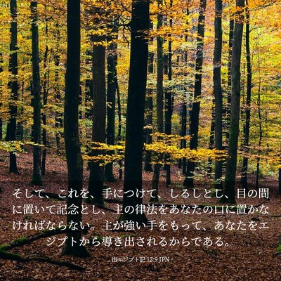 Picture 03 - 出エジプト記 13:9 JPN - そして、これを、手につけて、しる - Bible Verse Picture