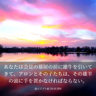 Picture 03 - 出エジプト記 29:10 JPN - あなたは会見の幕屋の前に雄牛を引 - Bible Verse Picture