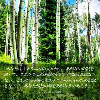 Picture 03 - 出エジプト記 30:16 JPN - あなたはイスラエルの人々から、あ - Bible Verse Picture