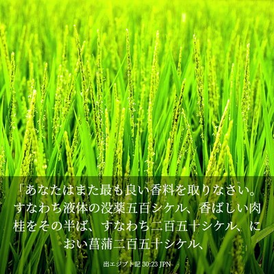 Picture 03 - 出エジプト記 30:23 JPN - 「あなたはまた最も良い香料を取り - Bible Verse Picture
