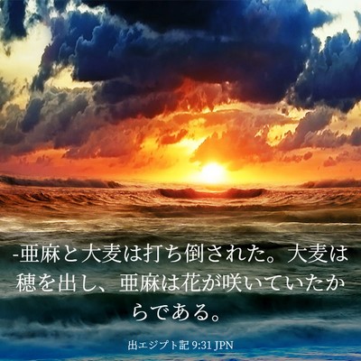 Picture 03 - 出エジプト記 9:31 JPN - -亜麻と大麦は打ち倒された。大麦は - Bible Verse Picture