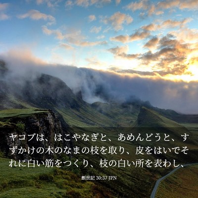 Picture 03 - 創世記 30:37 JPN - ヤコブは、はこやなぎと、あめんど - Bible Verse Picture