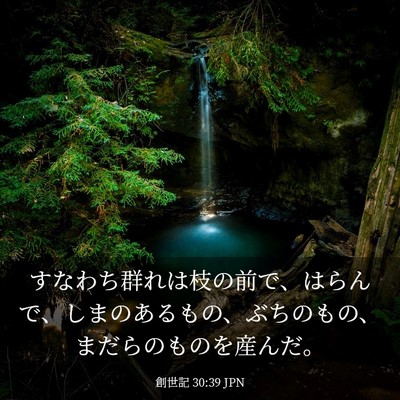 Picture 03 - 創世記 30:39 JPN - すなわち群れは枝の前で、はらんで - Bible Verse Picture