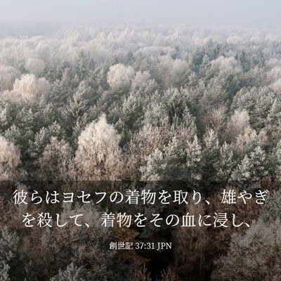 Picture 03 - 創世記 37:31 JPN - 彼らはヨセフの着物を取り、雄やぎ - Bible Verse Picture