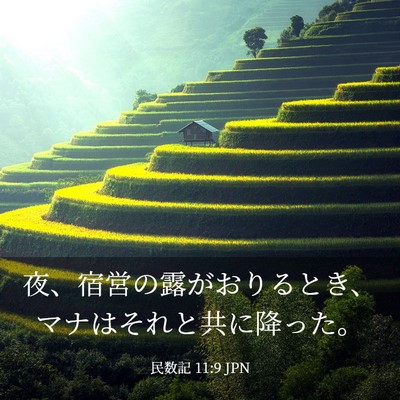 Picture 03 - 民数記 11:9 JPN - 夜、宿営の露がおりるとき、マナは - Bible Verse Picture
