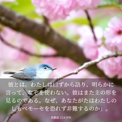 Picture 03 - 民数記 12:8 JPN - 彼とは、わたしは口ずから語り、明 - Bible Verse Picture