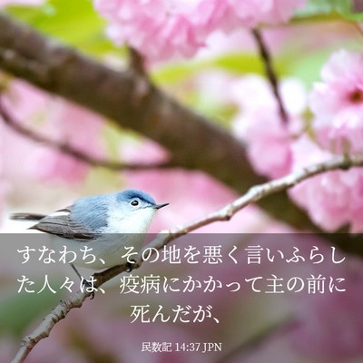 Picture 03 - 民数記 14:37 JPN - すなわち、その地を悪く言いふらし - Bible Verse Picture