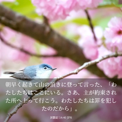 Picture 03 - 民数記 14:40 JPN - 朝早く起きて山の頂きに登って言っã� - Bible Verse Picture