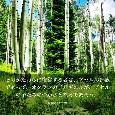 Picture 03 - 民数記 2:27 JPN - そのかたわらに宿営する者は、アセ - Bible Verse Picture