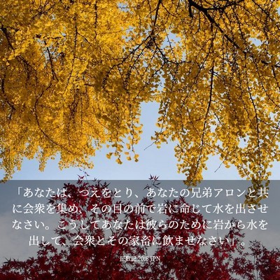 Picture 03 - 民数記 20:8 JPN - 「あなたは、つえをとり、あなたの - Bible Verse Picture