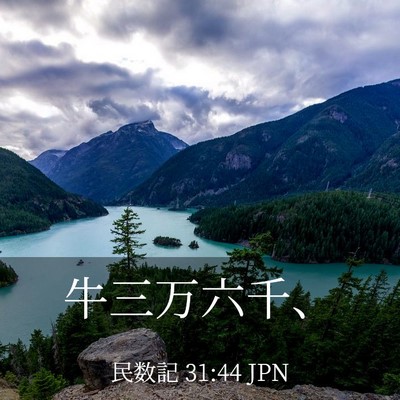 Picture 03 - 民数記 31:44 JPN - 牛三万六千、 - Bible Verse Picture