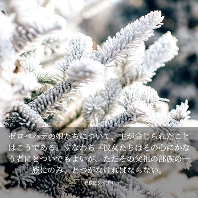 Picture 03 - 民数記 36:6 JPN - ゼロペハデの娘たちについて、主が - Bible Verse Picture