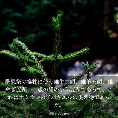 Picture 03 - 民数記 7:77 JPN - 酬恩祭の犠牲に使う雄牛二頭、雄羊 - Bible Verse Picture