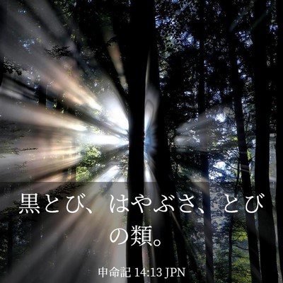 Picture 03 - 申命記 14:13 JPN - 黒とび、はやぶさ、とびの類。 - Bible Verse Picture