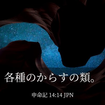 Picture 03 - 申命記 14:14 JPN - 各種のからすの類。 - Bible Verse Picture