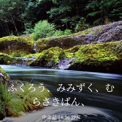 Picture 03 - 申命記 14:16 JPN - ふくろう、みみずく、むらさきばん - Bible Verse Picture