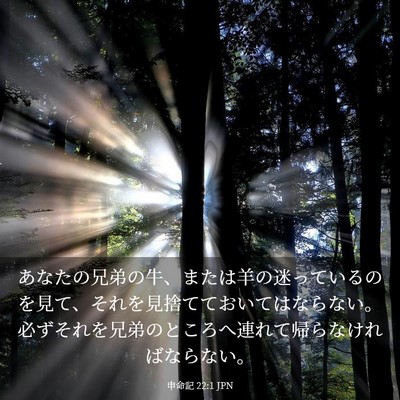 Picture 03 - 申命記 22:1 JPN - あなたの兄弟の牛、または羊の迷っ - Bible Verse Picture