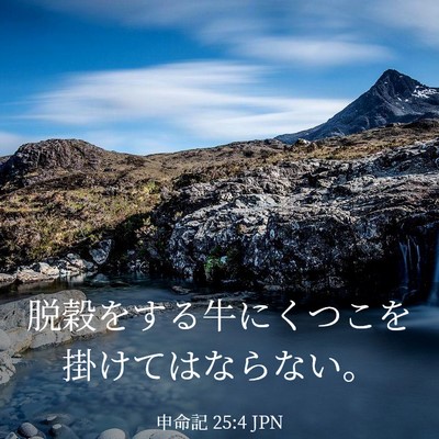 Picture 03 - 申命記 25:4 JPN - 脱穀をする牛にくつこを掛けてはな - Bible Verse Picture