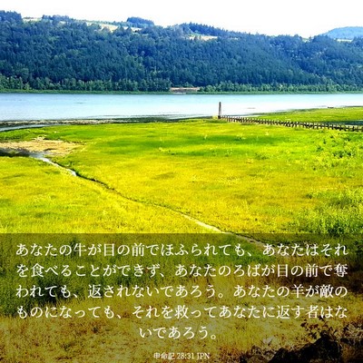 Picture 03 - 申命記 28:31 JPN - あなたの牛が目の前でほふられても - Bible Verse Picture
