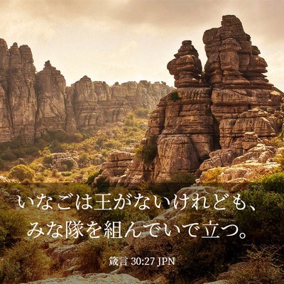 Picture 03 - 箴言 30:27 JPN - いなごは王がないけれども、みな隊 - Bible Verse Picture