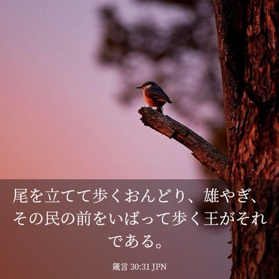 Picture 03 - 箴言 30:31 JPN - 尾を立てて歩くおんどり、雄やぎ、 - Bible Verse Picture