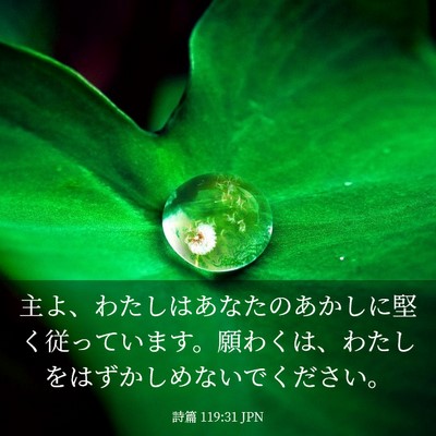 Picture 03 - 詩篇 119:31 JPN - 主よ、わたしはあなたのあかしに堅 - Bible Verse Picture